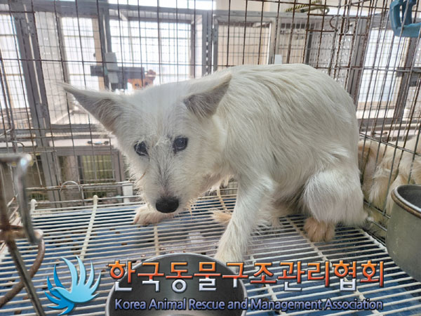 종료(안락사) 믹스…